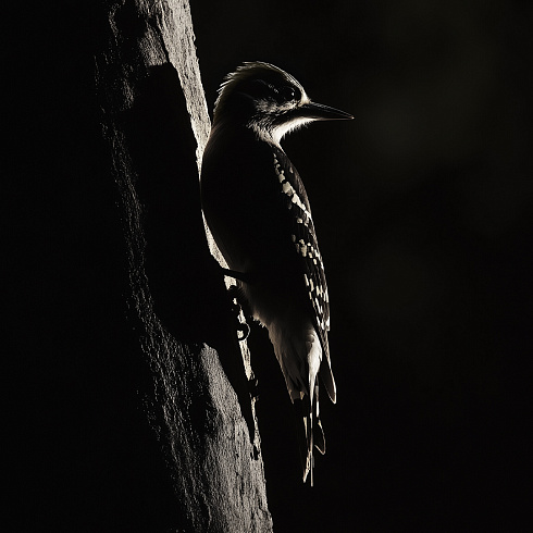 Настенный светильник Contardi Picchio Polished aluminium / Cognac leather с внешним драйвером Picchio ACAM.006310