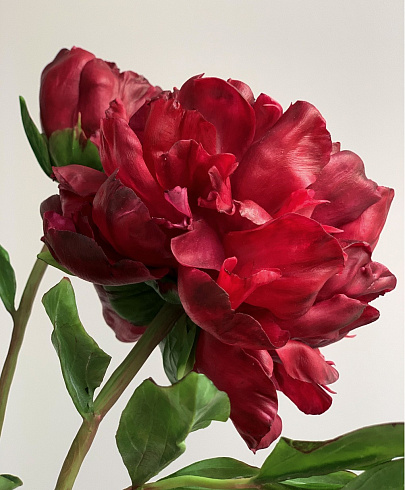 Цветы из холодного фарфора Jardiz Квин Мэри Peony