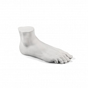 Memorabilia Mvsevm Male Foot