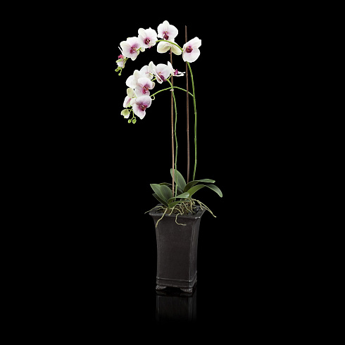 Искусственные цветы Abhika Orchid Deco Orchid 210261