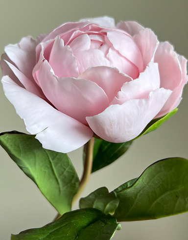 Цветы из холодного фарфора Jardiz Пион розовый Peony Пион