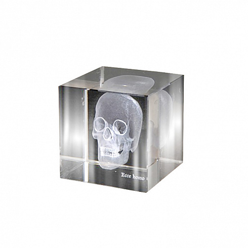 Аксессуар Ateliers C&S Davoy Skull 3D Small Sciences & Botany OD822/1S