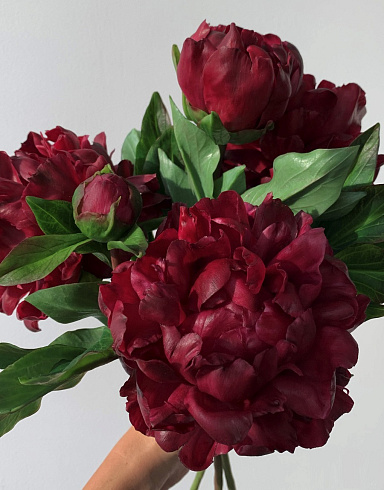 Цветы из холодного фарфора Jardiz Квин Мэри Peony