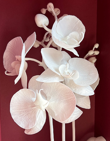 Цветы из холодного фарфора Jardiz Орхидея Альбинос Orchid Орхидеи