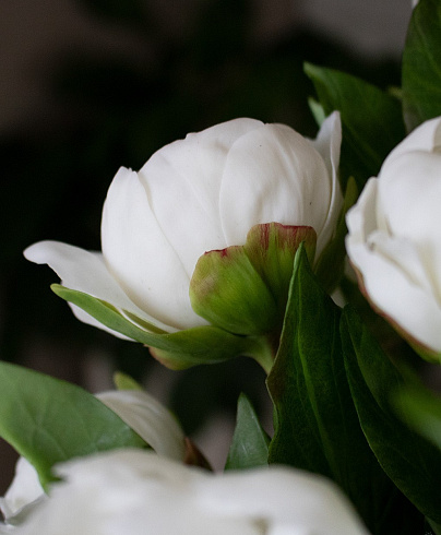 Цветы из холодного фарфора Jardiz Пломбир Peony