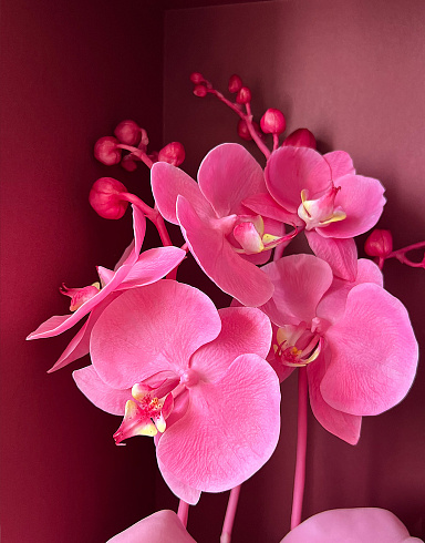 Цветы из холодного фарфора Jardiz Орхидея Фламинго Orchid Орхидея