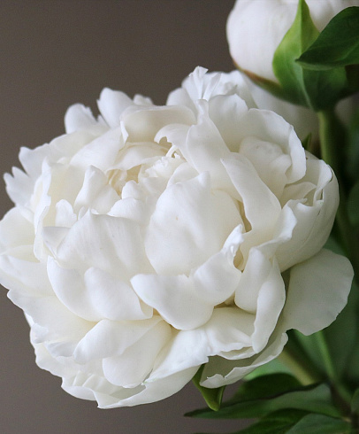 Цветы из холодного фарфора Jardiz Пломбир Peony