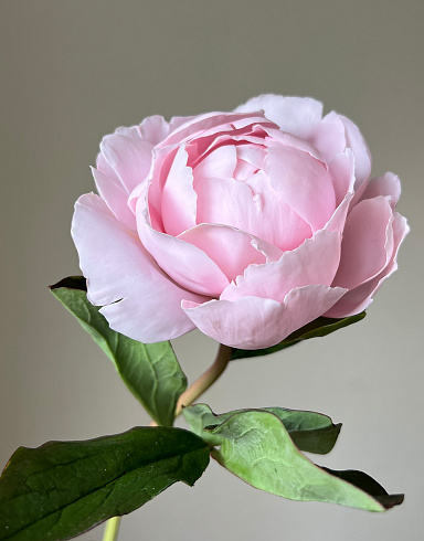 Цветы из холодного фарфора Jardiz Пион розовый Peony Пион