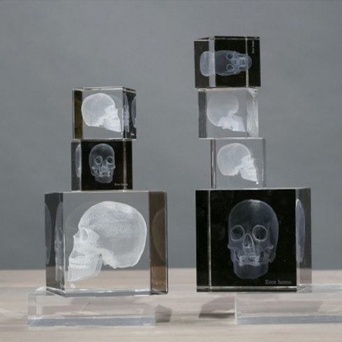 Аксессуар Ateliers C&S Davoy Skull 3D Large Sciences & Botany OD822/1L