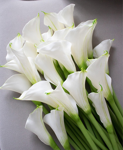 Цветы из холодного фарфора Jardiz Калла белая Calla Калла