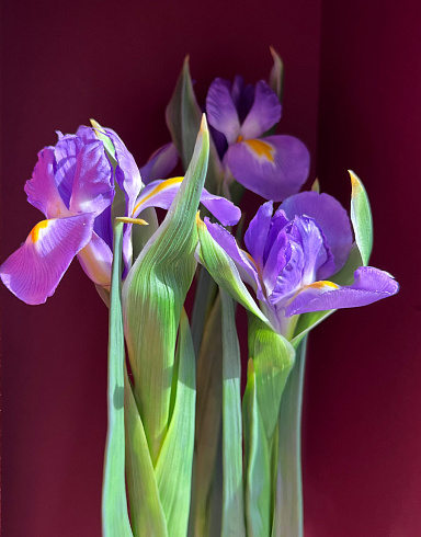 Цветы из холодного фарфора Jardiz Ирисы лиловые Iris Ирисы