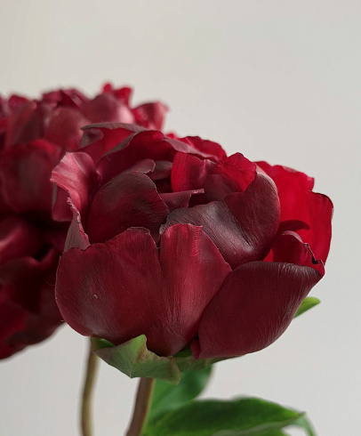 Цветы из холодного фарфора Jardiz Квин Мэри Peony