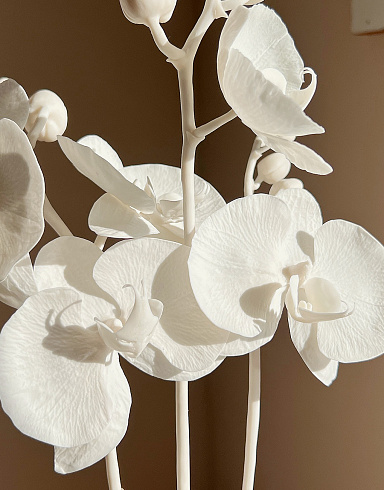 Цветы из холодного фарфора Jardiz Орхидея Альбинос Orchid Орхидеи