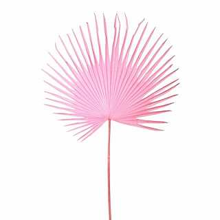 Fan palm leaf pink