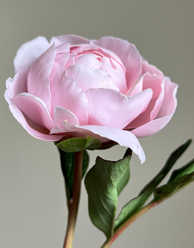 Цветы из холодного фарфора Jardiz Пион розовый Peony Пион