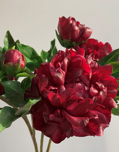 Цветы из холодного фарфора Jardiz Квин Мэри Peony
