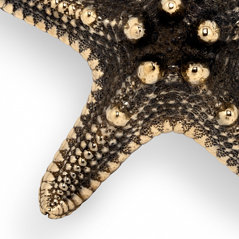 Ручка-кнопка Pull Cast Linckia Polished Brass Linckia OC2011