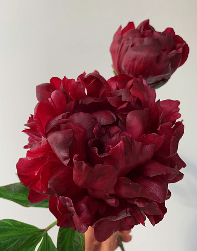 Цветы из холодного фарфора Jardiz Квин Мэри Peony
