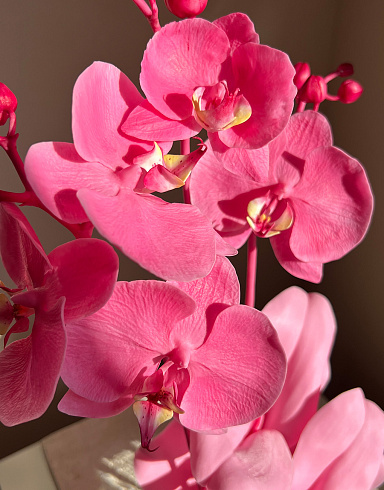 Цветы из холодного фарфора Jardiz Орхидея Фламинго Orchid Орхидея